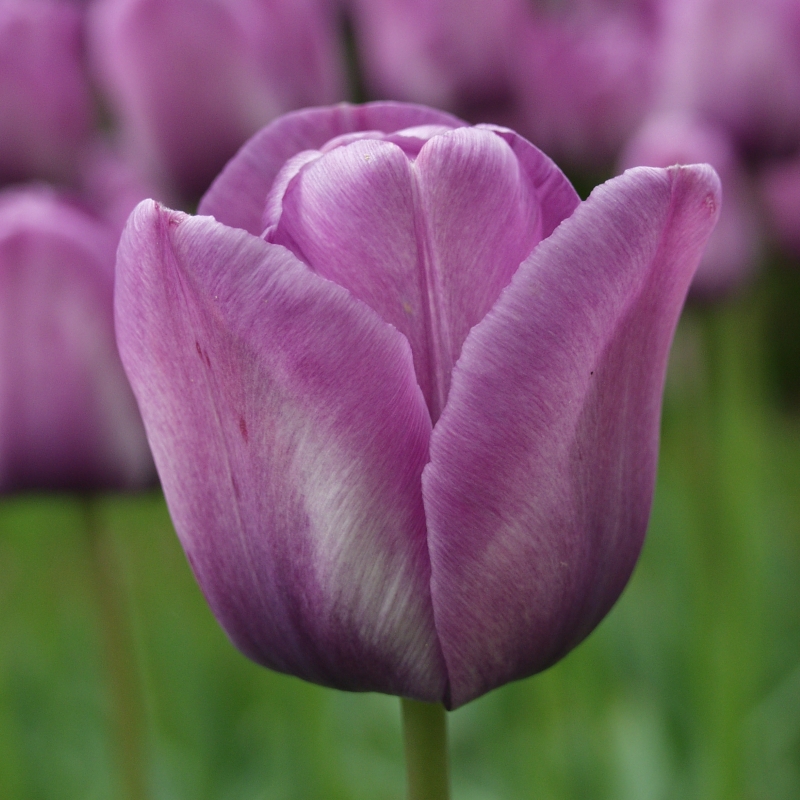 Tulpe Bleu Aimable