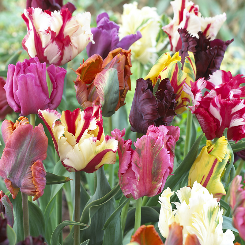 Blumenzwiebelmischung Papageien Tulpen