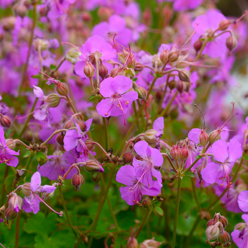 Storchschnabel (Geranium cant.) 'Cambridge'