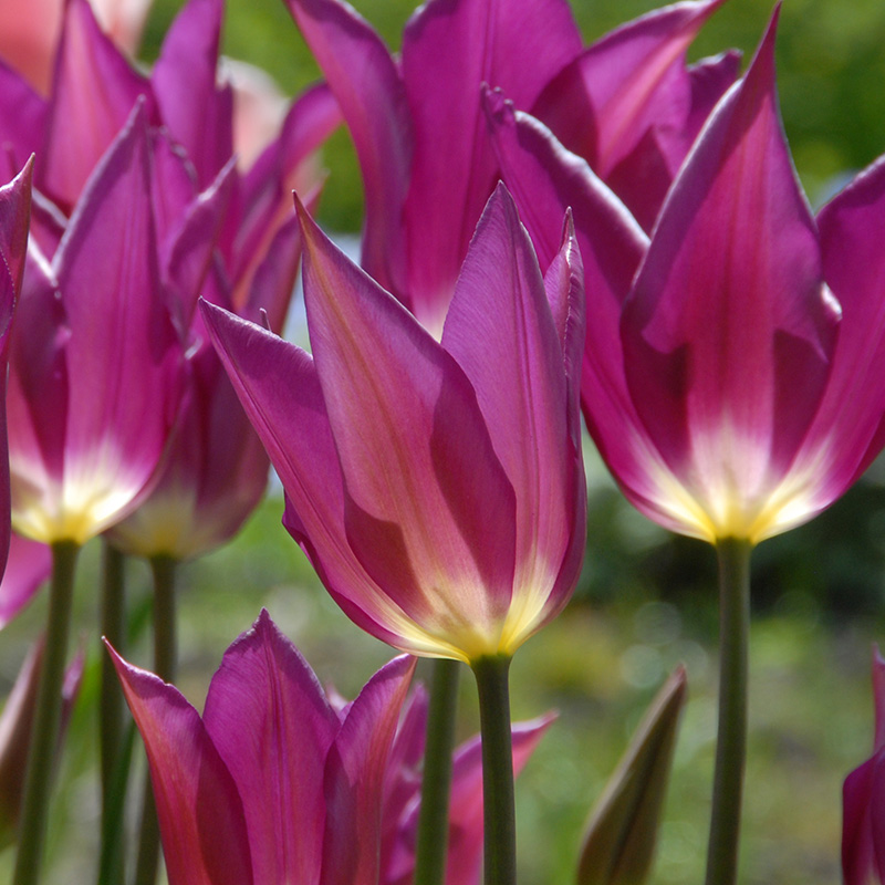 Tulpe Yume no Murasaki