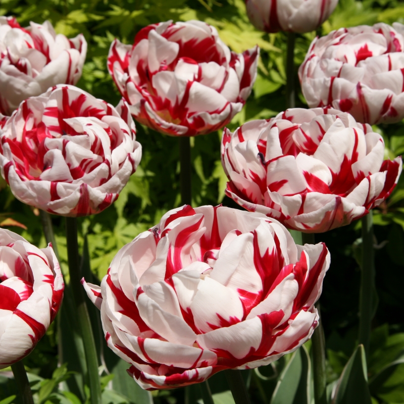 Tulpe Carnaval de Nice