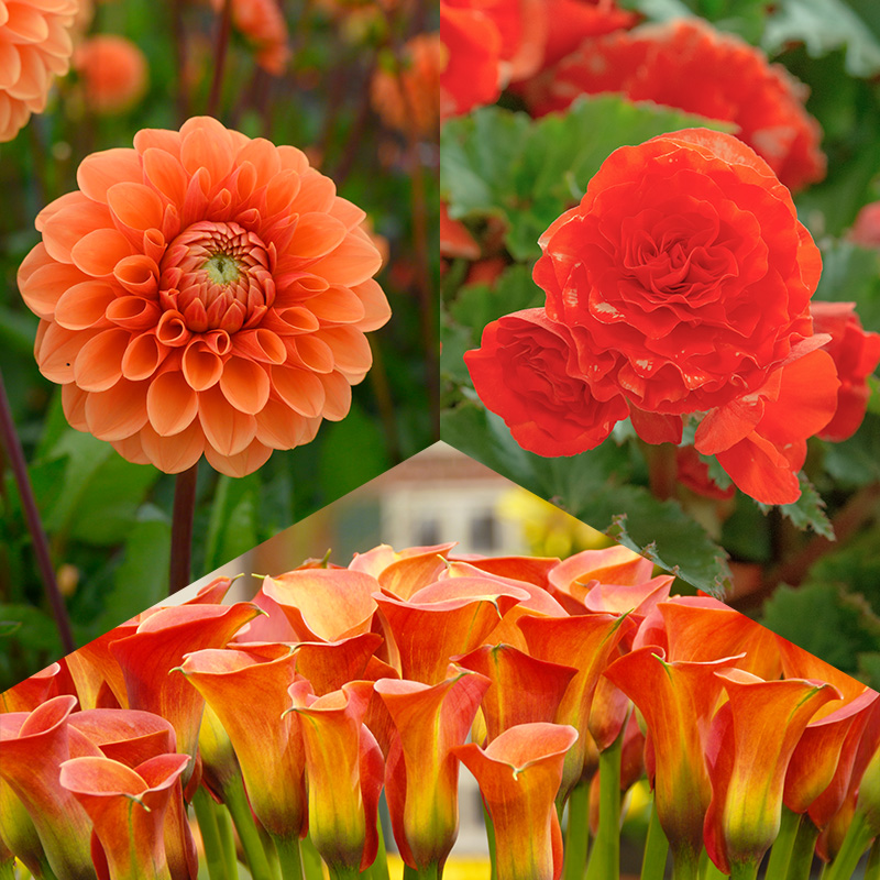 Orange Blumenzwiebel Mischung “Joyful Summer“  