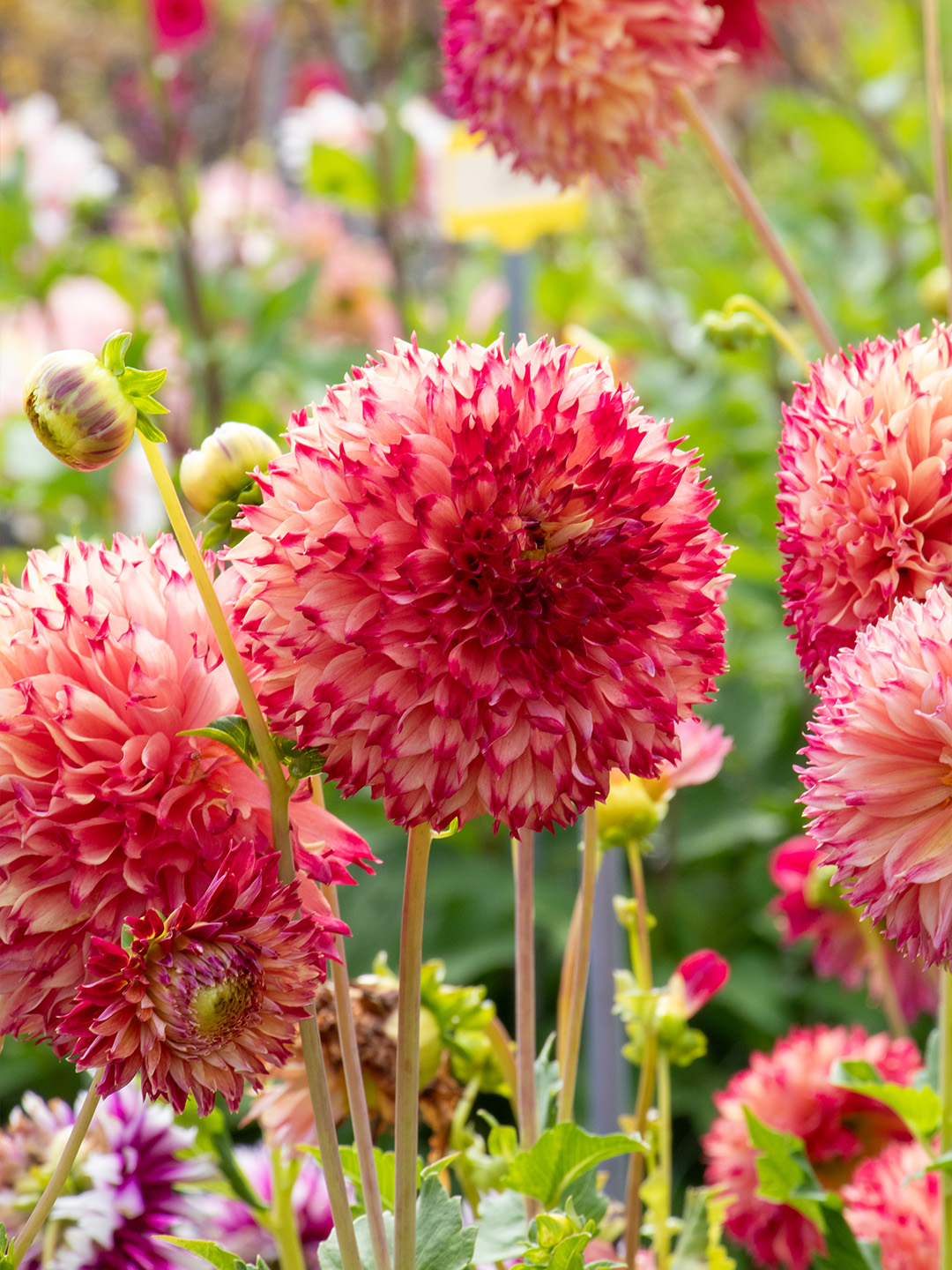 Dahlia-Aiyana Dahlie Aiyana