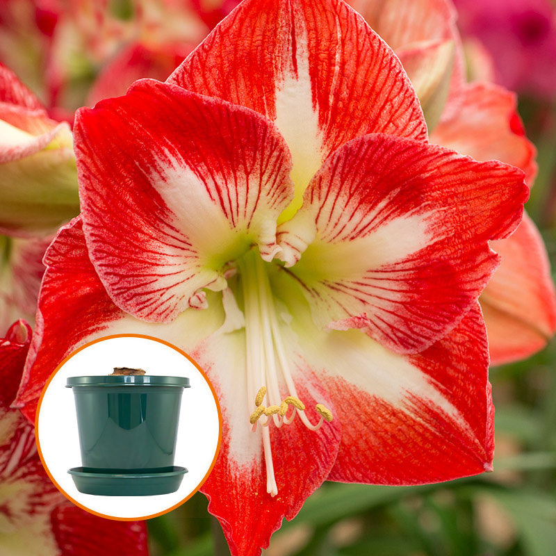 Amaryllis Minerva im Zuchttopf in Geschenkbox