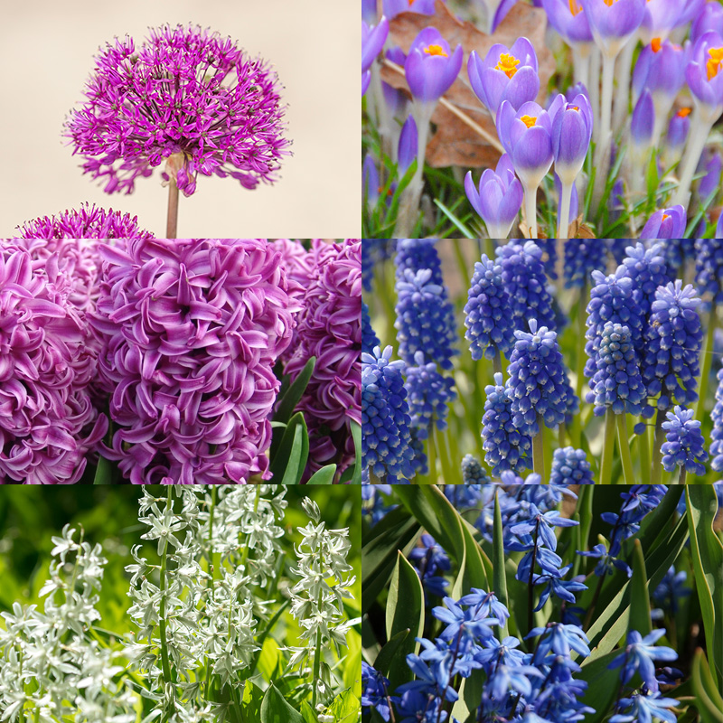 Blumenzwiebel Mischung "Beetastic"