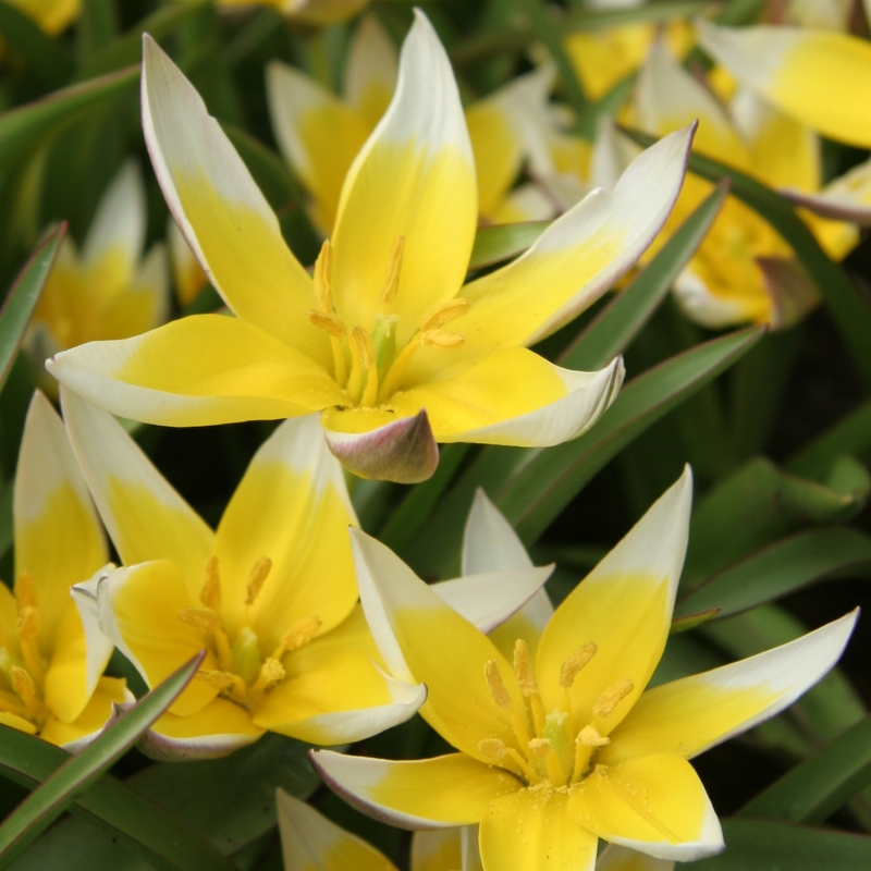 Tulpe Tarda