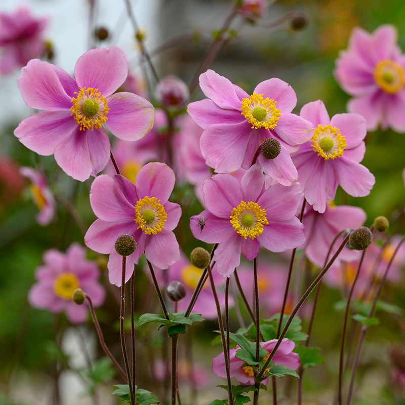Anemone hup. 'September Charm' 