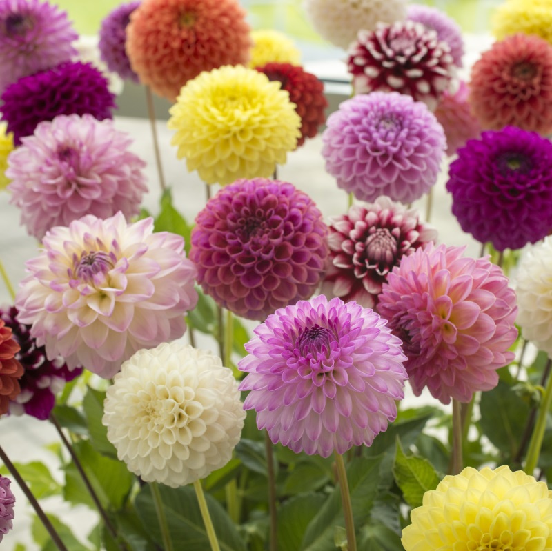 Pompon Dahlien Mischung