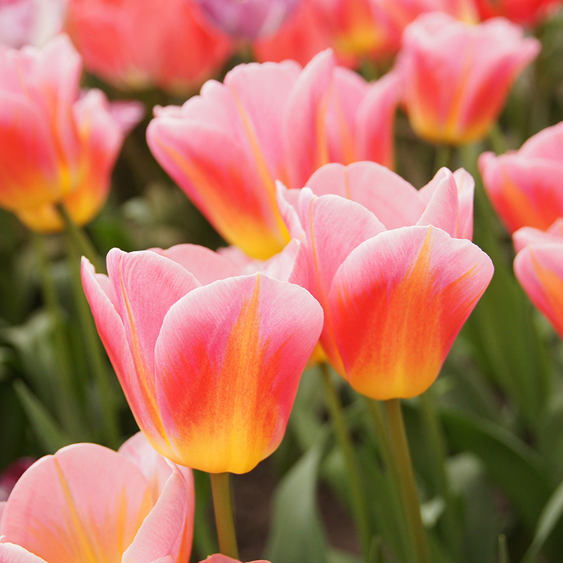 2012-Tulipa-Tom-Pouce-03