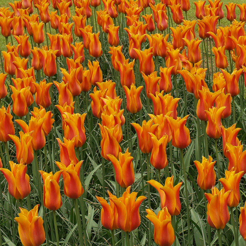 2060-Tulipa-Ballerina-03