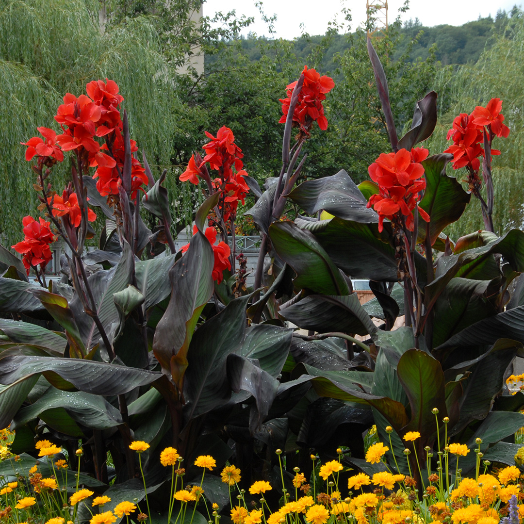 Canna Black Knight