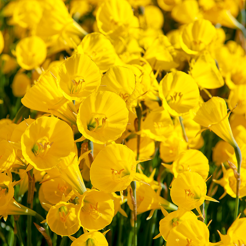 Narzissen Golden Bells