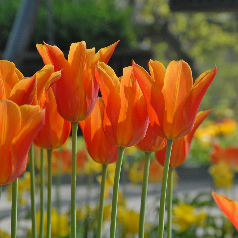 2060-Tulipa-Ballerina-02