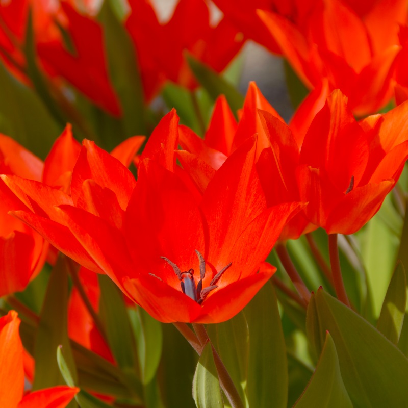 Tulpe praestans Fusilier