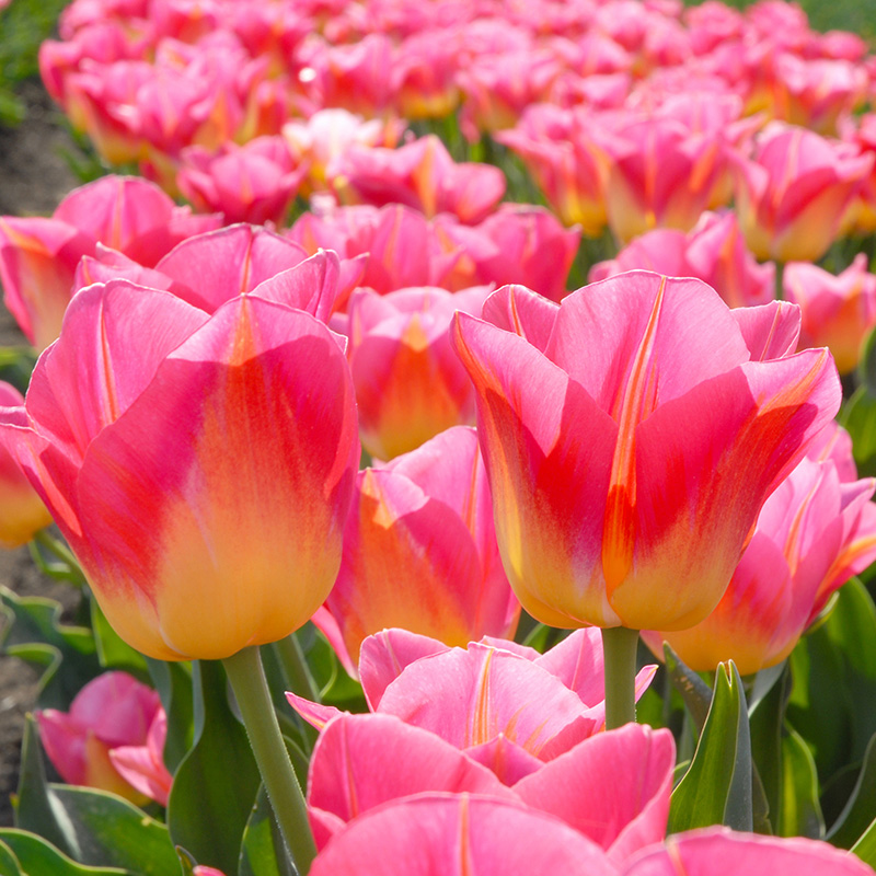 Tulpe Tom Pouce®