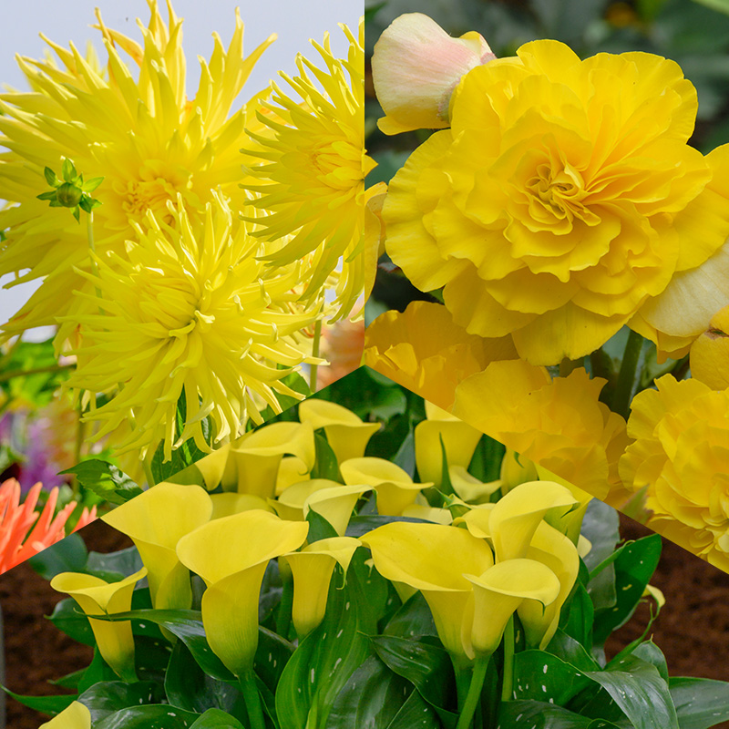 Gelbe Blumenzwiebel Mischung „Summer Sunshine“