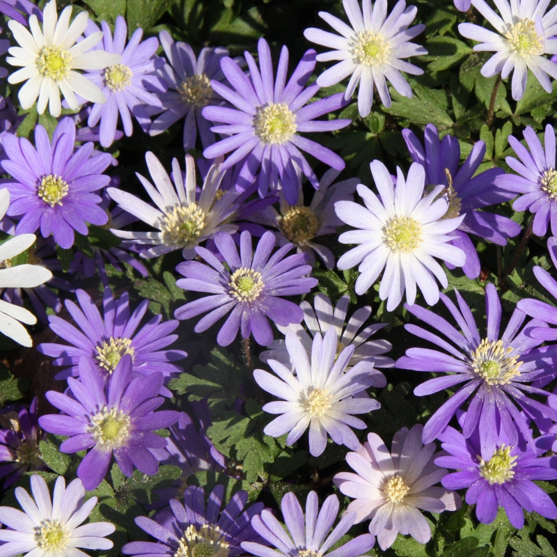 Anemone blanda Mischung - Balkan Windröschen