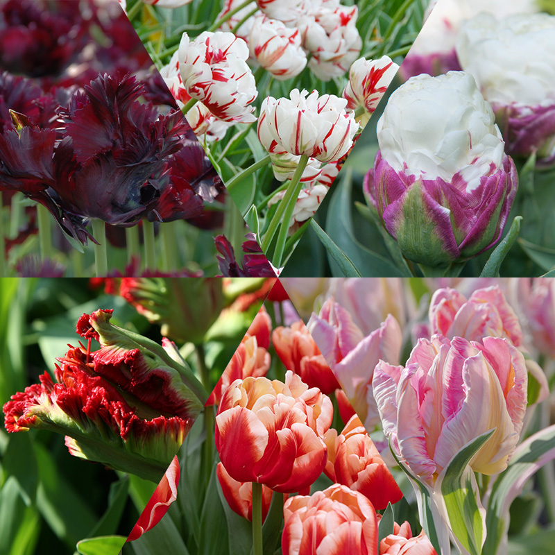 Exklusive Tulpenmischung