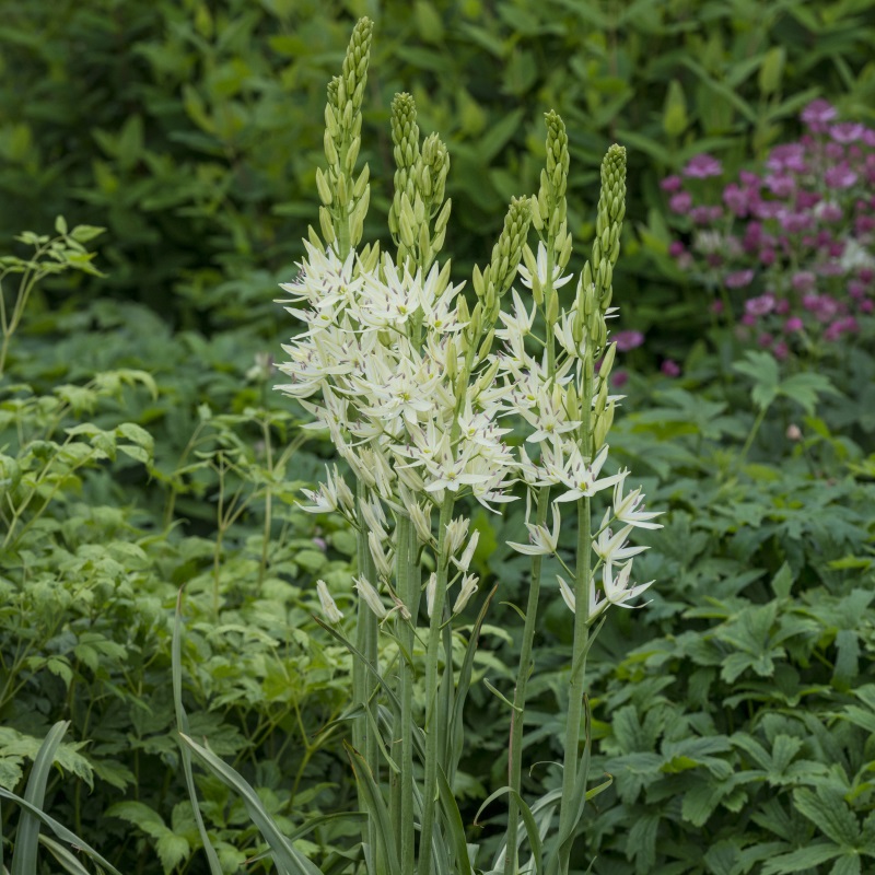 camassia_leichtlinii_alba_dsc3485