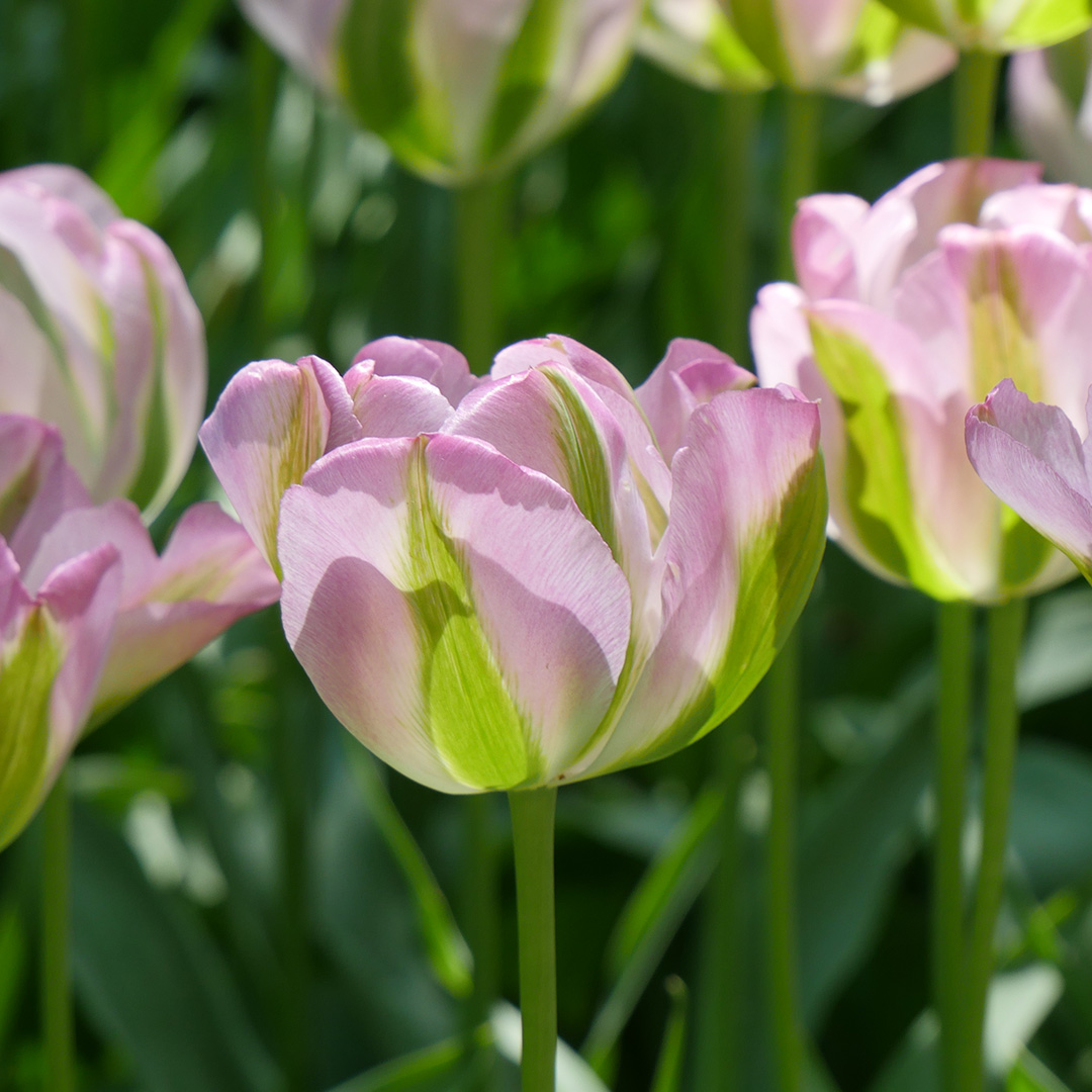Tulpe Groenland