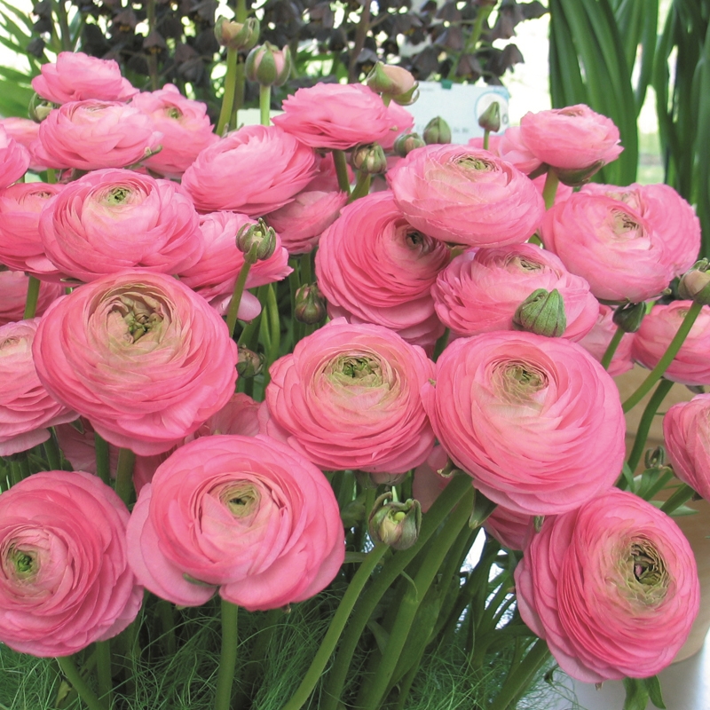 Ranunkel Aviv rosa