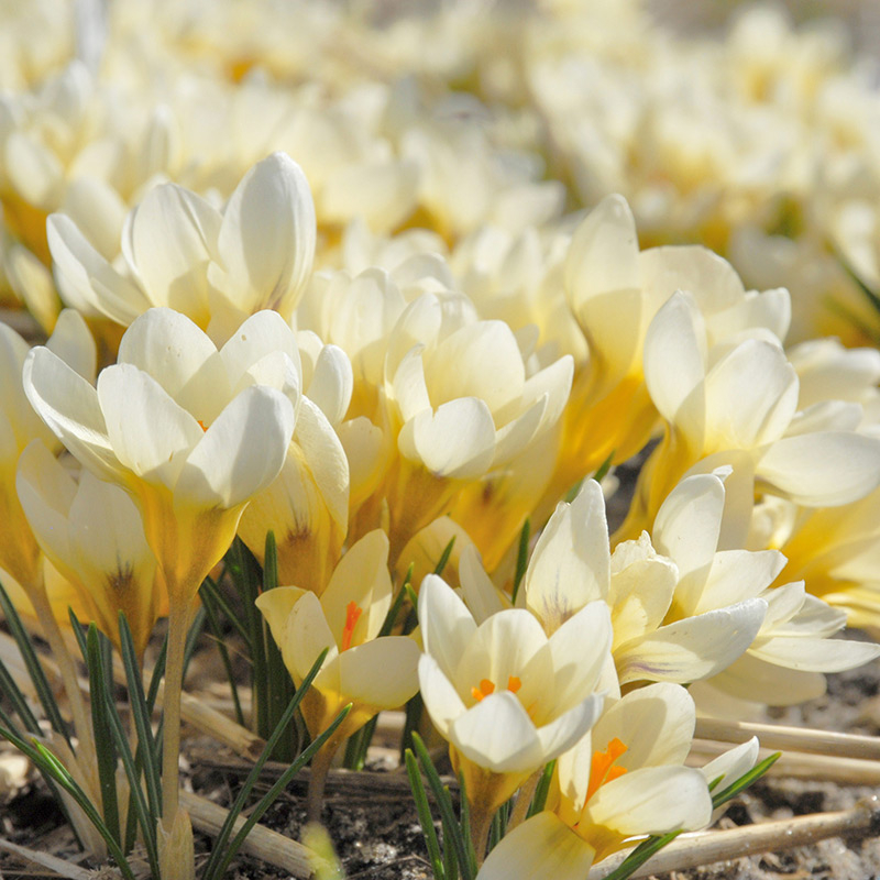 4050-crocus-chrysanthus-cream-beauty-01 Krokusse chrysanthus Cream Beauty