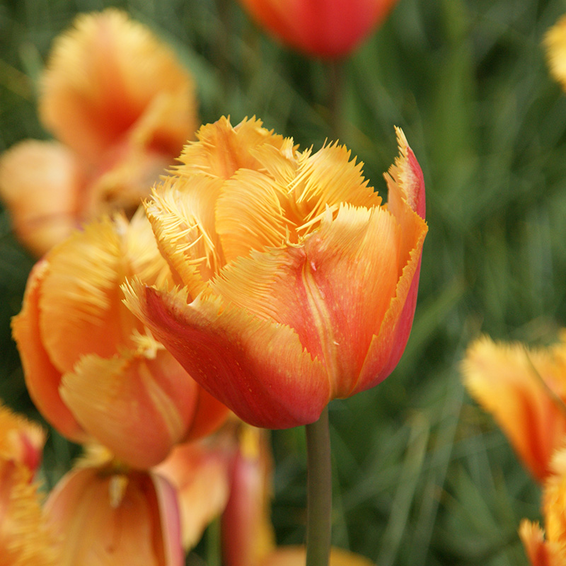 Tulpe Lambada