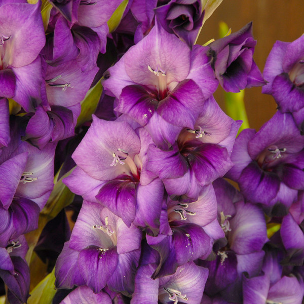 Gladiole Purple Flora®