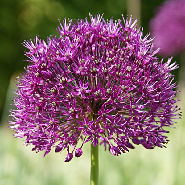 Großpackung Allium Purple Sensation