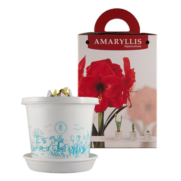 Amaryllis Red Lion im Zuchttopf in Geschenkbox