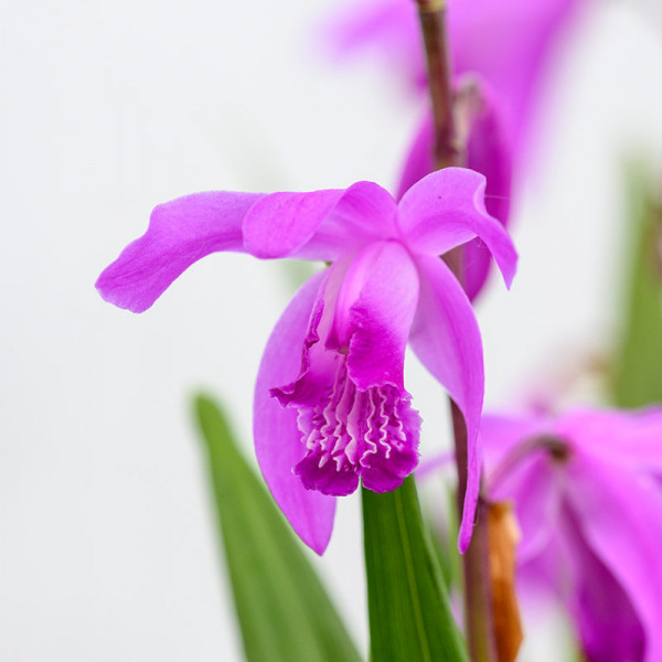 Japanorchidee - Bletilla striata