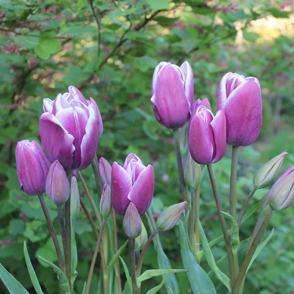 Tulpe Purple Elegance