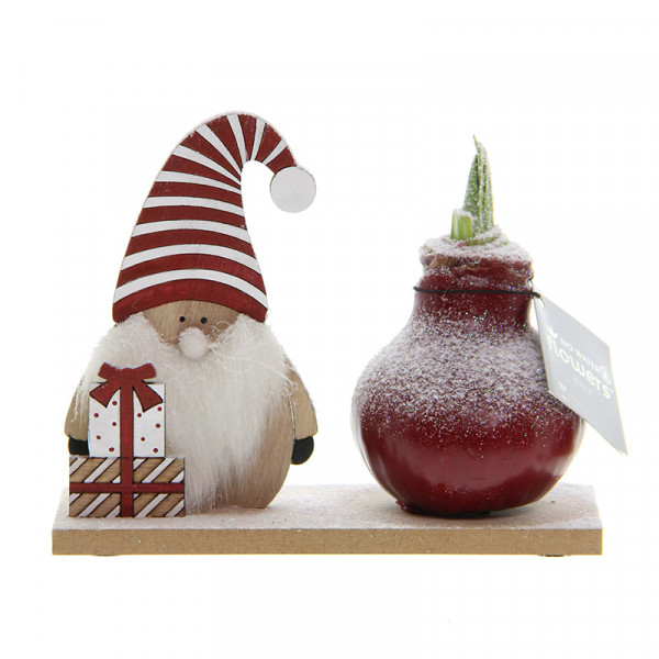 Wachs Amaryllis Snow Wonderland Gnome