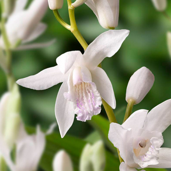 Weiße Japanorchidee - Bletilla Alba