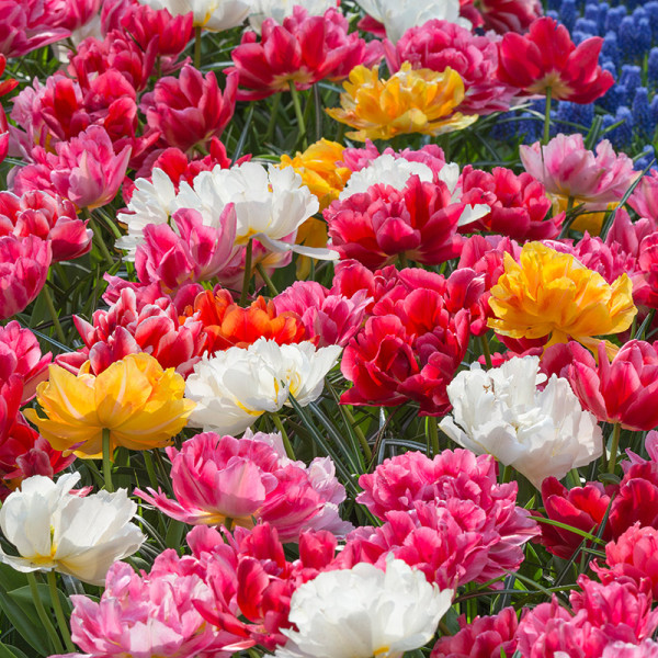 Blumenzwiebelmischung Murillo Tulpen