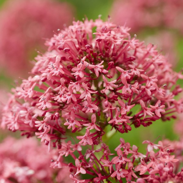 Rotblühende Spornblume (Centranthus ruber) ‘Coccineus’