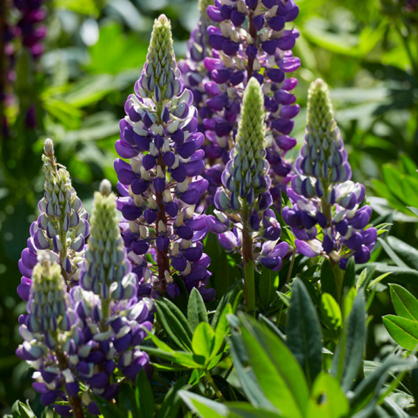 Lupine 'The Governor'