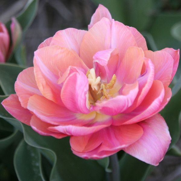 Tulpe Pink Cameo