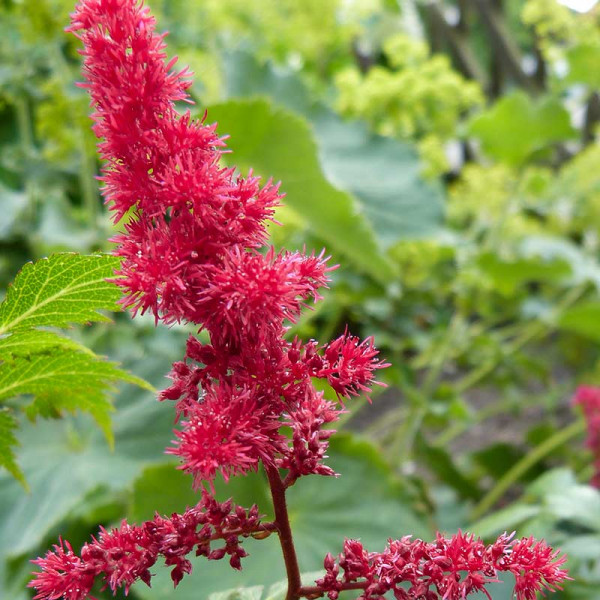 Arends Prachtspiere (Astilbe Arendsii) 'Fanal'