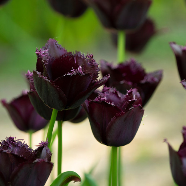 Tulpe Fringed Black