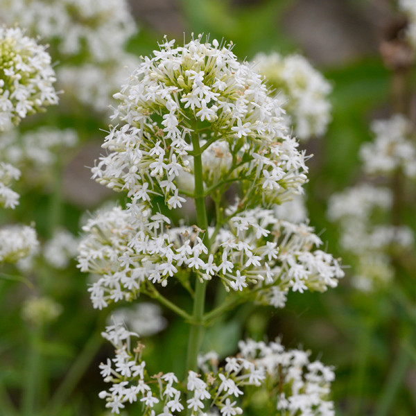 Weiße Spornblume (Centranthus ruber Albus)