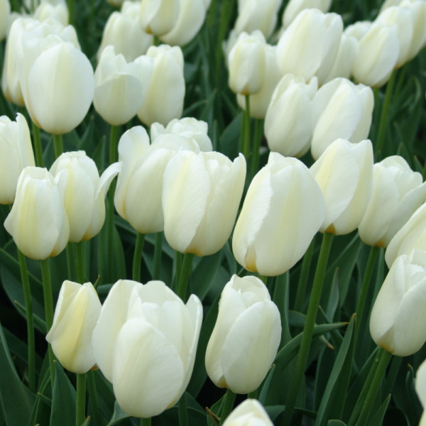 Wunderschne Weisse Tulpen Bedeutung Bild