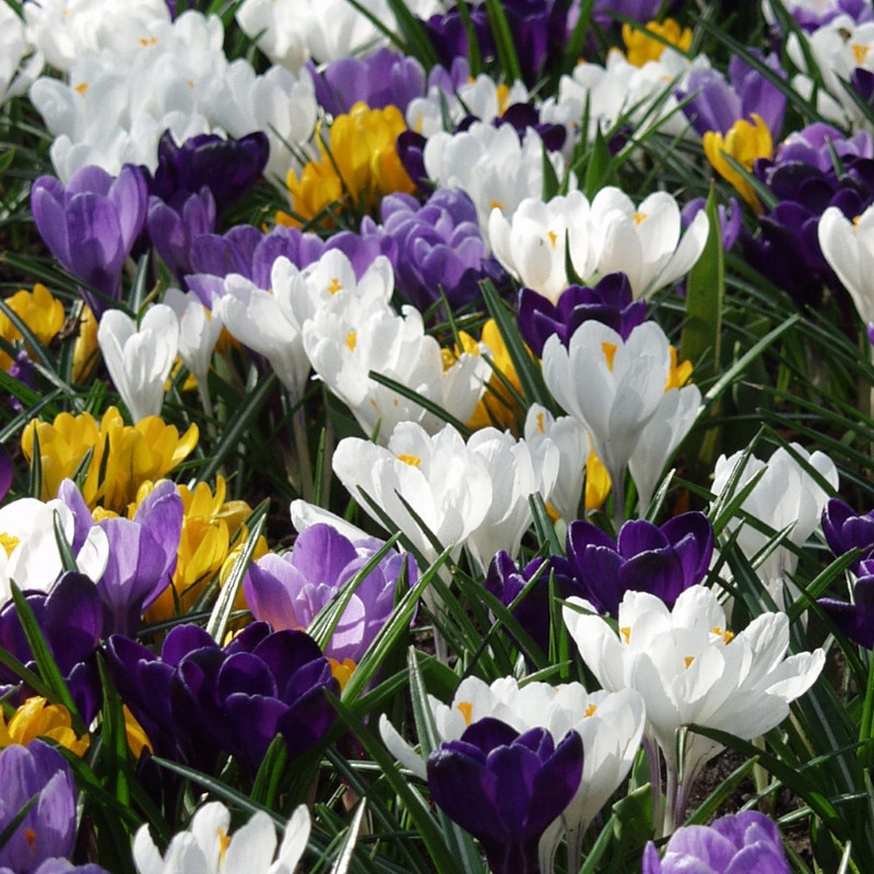 Krokusse richtig pflanzen