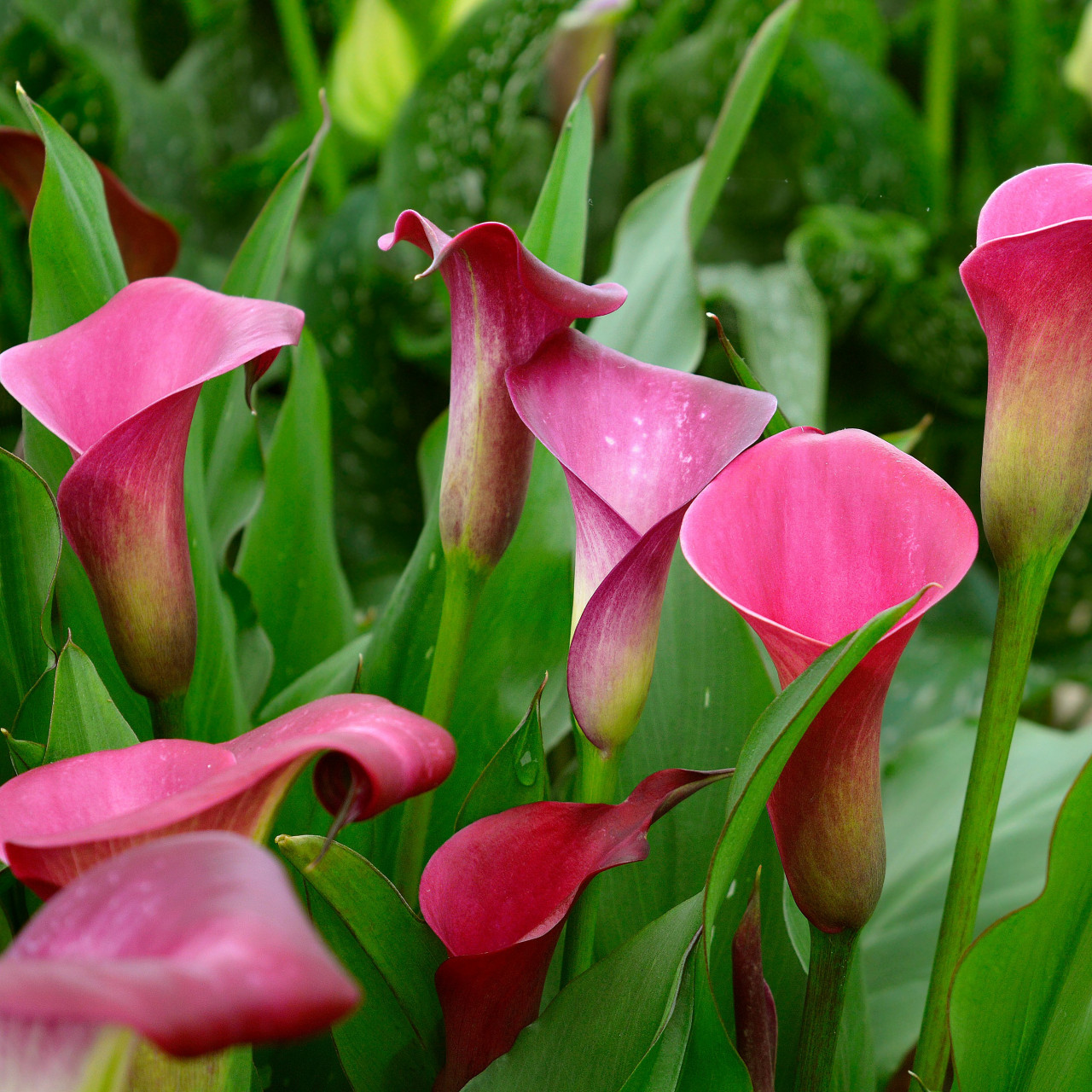 Calla Sumatra® 95110