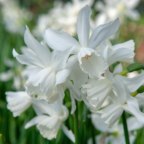 Narzissen Thalia 3230