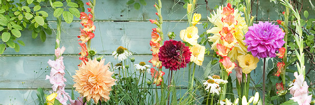 Krokusse richtig pflanzen